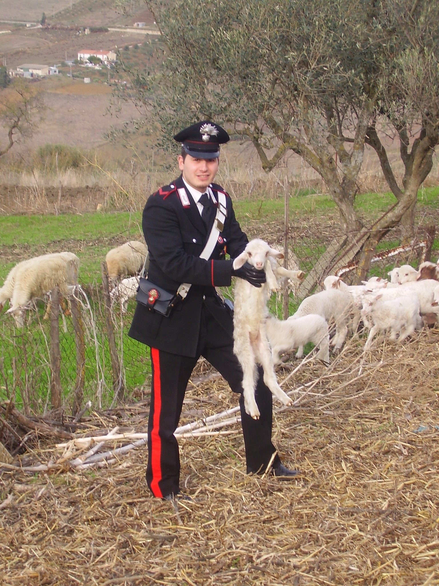 Alia: Rubato un gregge .Tre persone deferite alla Procura di Termini Imerese